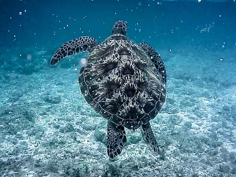 Moalboal – ein paar der coolsten Aktivitäten der Philippinen