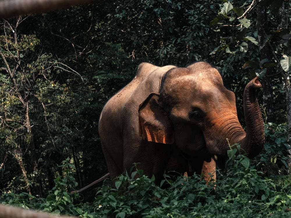 9 Dinge, die du in Chiang Mai gemacht haben musst
