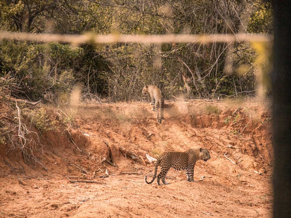 Yala Nationalpark, Sri Lanka: Die besten Tipps für deine Safari