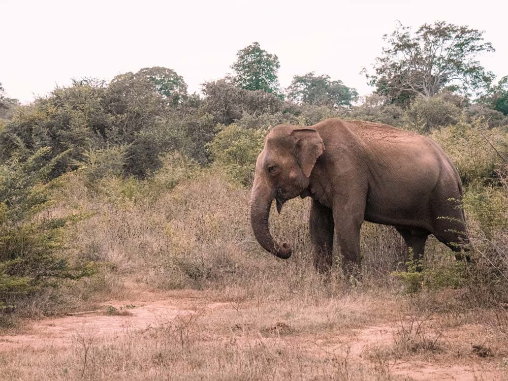 Udawalawe Nationalpark: Tipps für die Elefanten-Safari