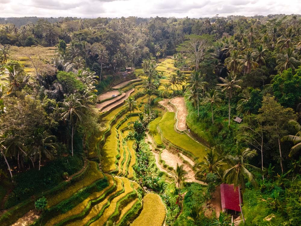 8 Dinge, die du in Ubud, Bali gemacht haben solltest