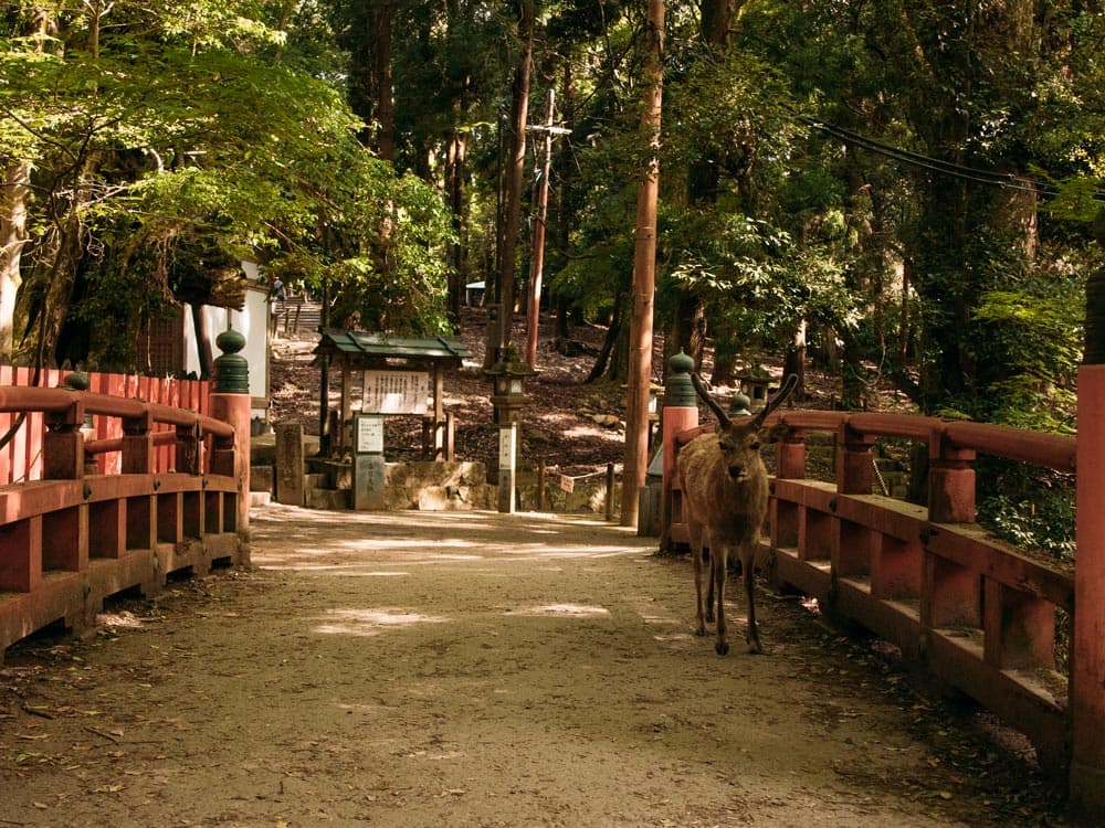 Nara Park: Alle Infos und Reisetipps