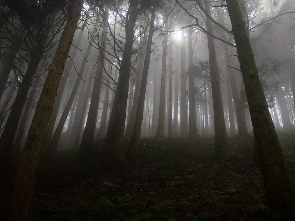 Alishan, Taiwan: So entdeckst du den mystischen Wald